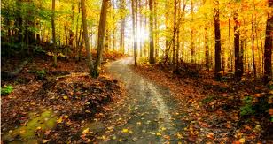 How Walking 10K Steps Helps Fix Burnout - FORMULA+
